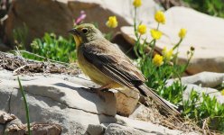 Cinereous Bunting (reduced) 03.jpg