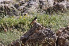 Kurdish Wheatear.jpg