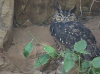 Mackinders Eagle Owl.jpg