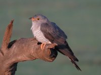 African Cuckoo.jpg