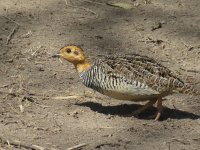 Coqui Francolin.jpg