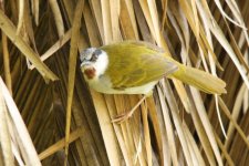 Grey-capped Warbler.jpg