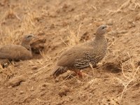 Scaly Francolin.jpg