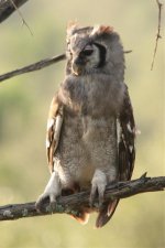 Verreaux's Eagle Owl.jpg
