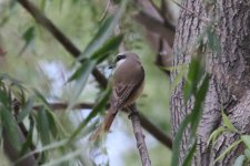 Brown Shrike (2).jpg