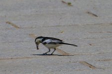 White Wagtail.jpg