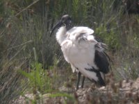 Sacred Ibis_N6414.jpg