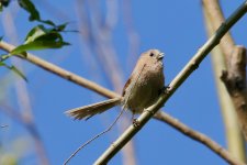 Vinous-Throated Parrotbill.jpg