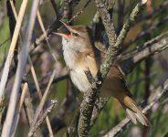 Great Reed Warbler_5697.jpg