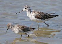 Greenshank_5567.jpg