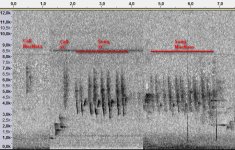 song+call-comparison-Kamchatka-Leaf.jpg