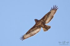 Juvenile-Jackal-Buzzard.jpg