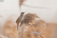 Grassbird,Marsh003.jpg