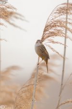 Grassbird,Marsh_005.jpg