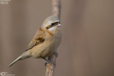 Tit,Chinese_Penduline_008.jpg