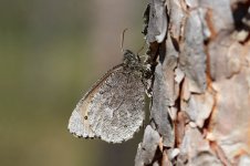 Baltic Grayling lt 2.jpg