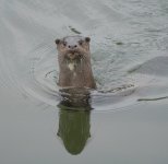 Otter (4).jpg