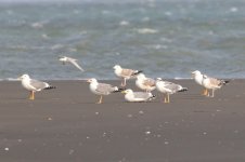 Assorted Gulls (01) - Copy.jpg