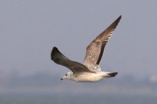 Unknown Gull (01) - Copy.jpg