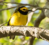 Hooded Warbler 4-1-2017.jpg