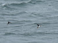 Puffins_Girdle Ness_100617a.jpg