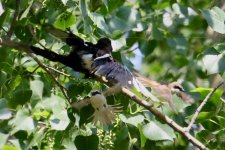 Brown Shrike vs. Magpie.jpg