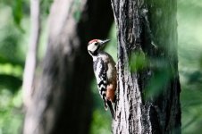 Great-Spotted Woodpecker.jpg