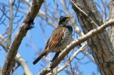 Dusky Thrush.jpg