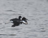 Ferruginous Duck_Oualidia_080417a.jpg