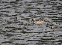 RC Pochard_Boughaba_220417a.jpg