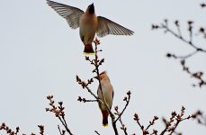 2 waxwings resize.JPG