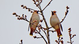 pr waxwings resize.JPG