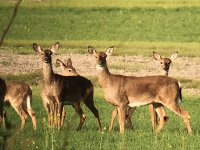 whitetail deer.jpg