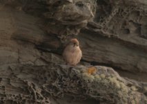 Putative Lesser Kestrel.JPG