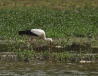 White Stork_Dayet Aoua_210417a.jpg