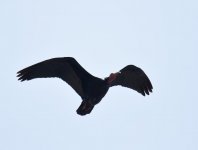 NBald Ibis_Tamri_090417b.jpg