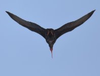 NBald Ibis_Tamri_090417c.jpg