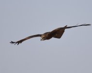 Black Kite_Gleb Jdiane_140417a.jpg