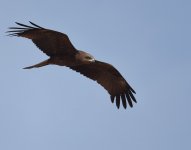 Black Kite_Gleb Jdiane_140417b.jpg