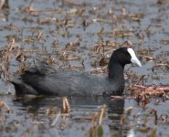 Red Knobbed Coot_Dayet Aoua_210417a.jpg