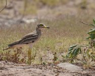 Stone Curlew_Taroudannt_100417a.jpg