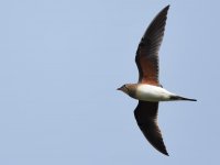 Collared Pratincole_Skhirat_230417b.jpg