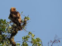 2017.05.24 Booted Eagle.JPG