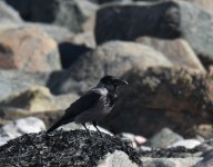 Hooded Crow_Girdle Ness_020417a.jpg