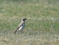 Wheatear_Girdle Ness_020417a.jpg