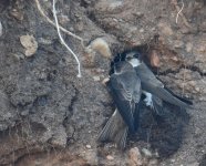 Sand Martin_Girdle Ness_020417a.jpg