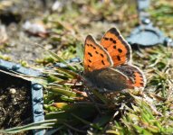 Small Copper_Girdle Ness_250517a.jpg