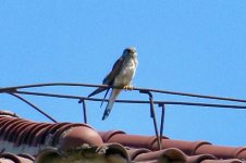 Eurasian Kestrel.jpg