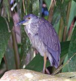 Yellow crowned Night Heron - immature.jpg