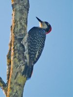 Black cheeked Woodpecker.jpg
